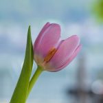 tulip, flower, pink-7179450.jpg